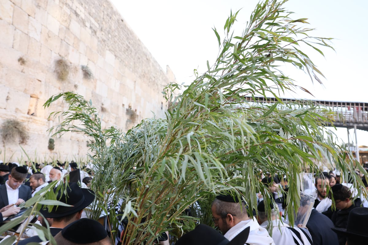 Morning prayer at the Western Wall, Hoshana Rabbah Tashf"the